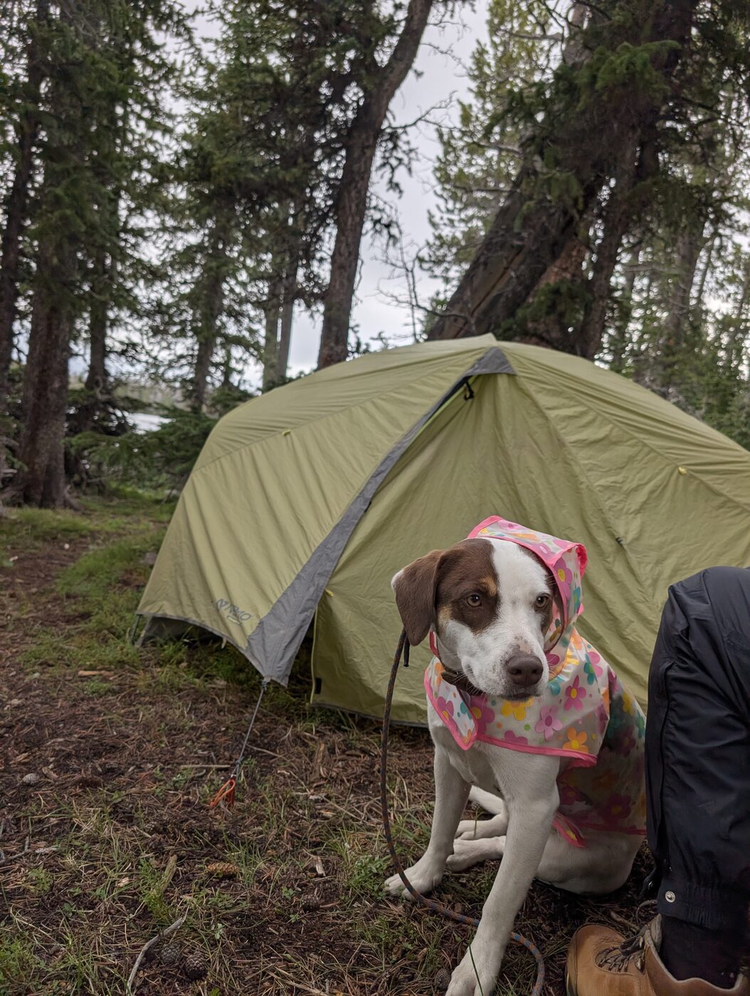 Hazel camping, July 2026