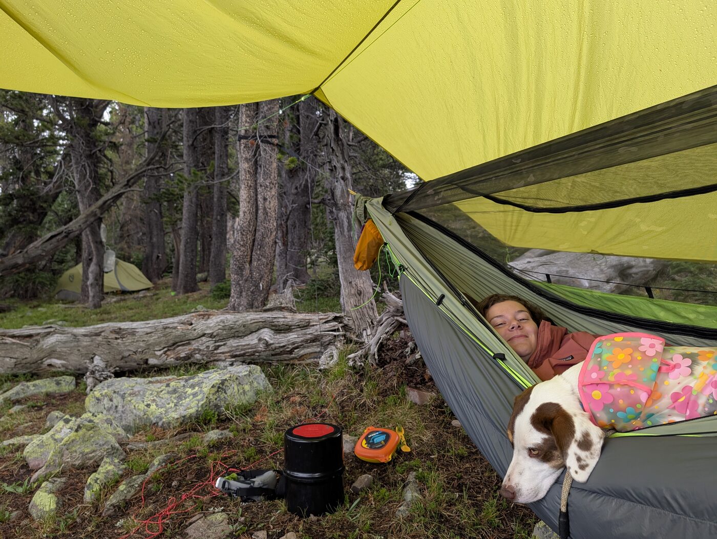 Hazel after dark, July 2026